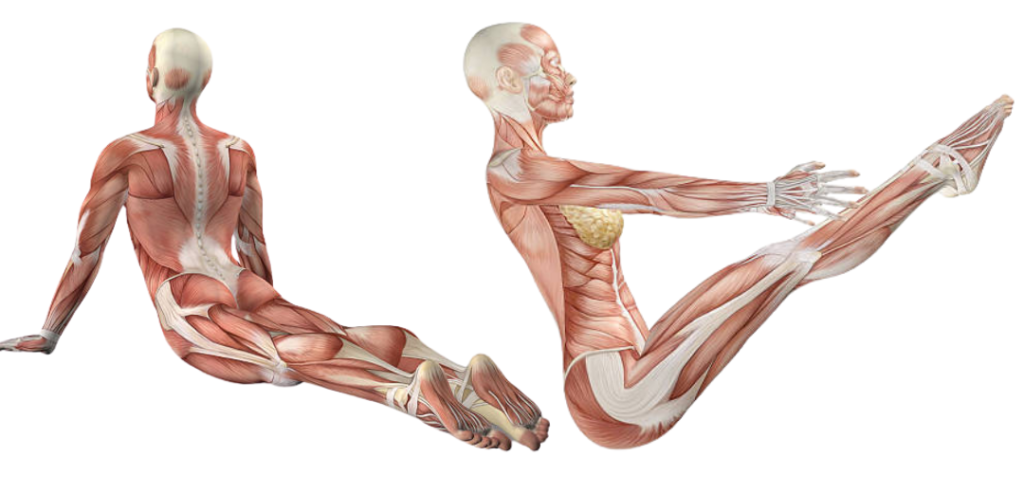 Yoga Anatomy - Namaste Yoga India